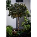 Wever & Ducré Stipo 1.0 Floor lamp