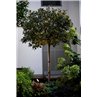 Wever & Ducré Stipo 4.0 Bodenlampe